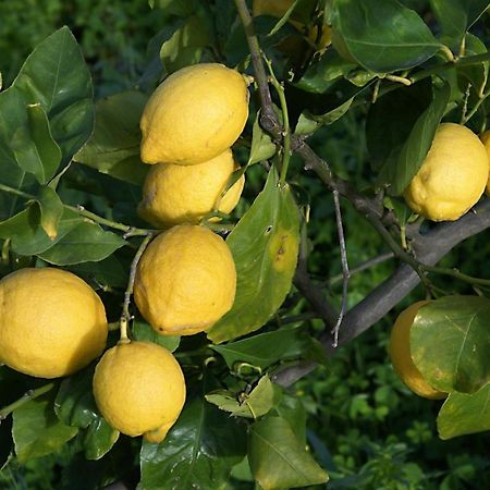 Il Limoneto Acireale Villa Dış mekan fotoğraf