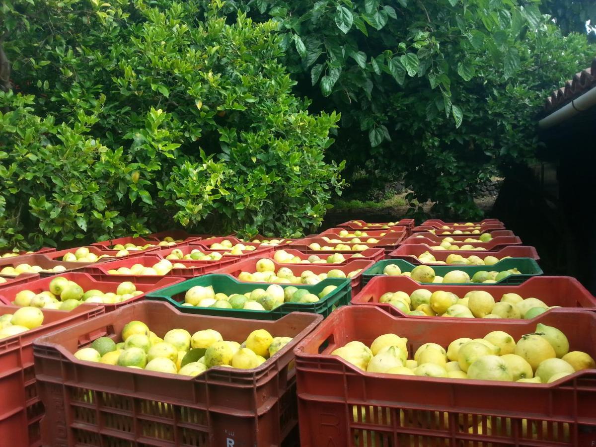 Il Limoneto Acireale Villa Dış mekan fotoğraf