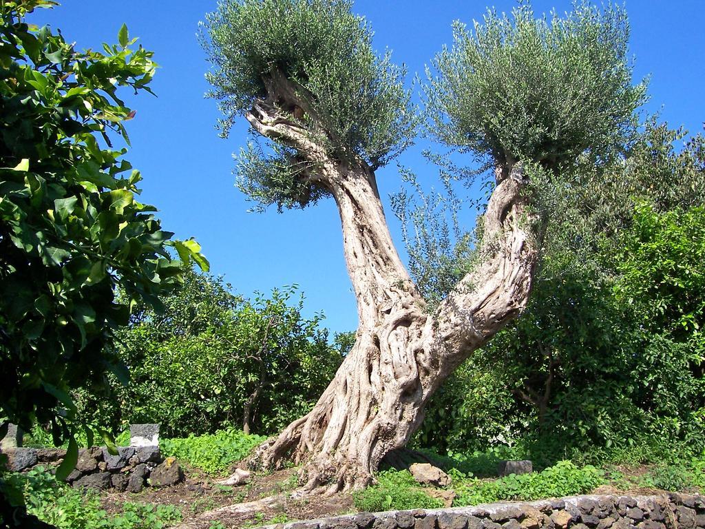 Il Limoneto Acireale Villa Dış mekan fotoğraf
